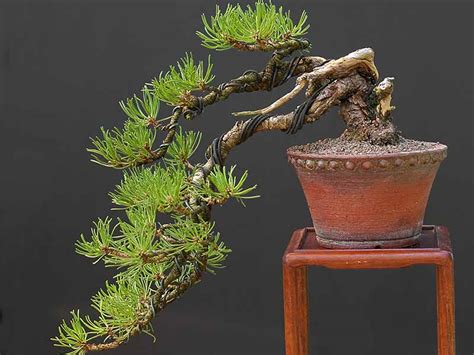 Juniper Bonsai Cascade