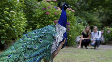 Bardon Wild Peacocks Removed By Council After Complaint The Courier Mail