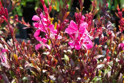 Gaura Lindheimeri Tutti Frutti Kont L Lumigreen Cz