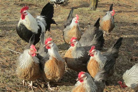 100 Funny Chicken Coop Names For Every Flock