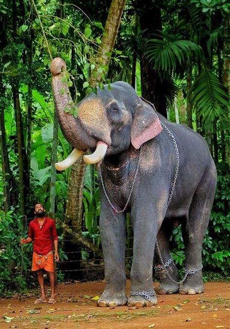 Top Ten Famous Elephants in Kerala