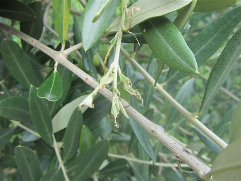 Margaronia O Tignola Verde Dellolivo Palpita Unionalis Cittadino