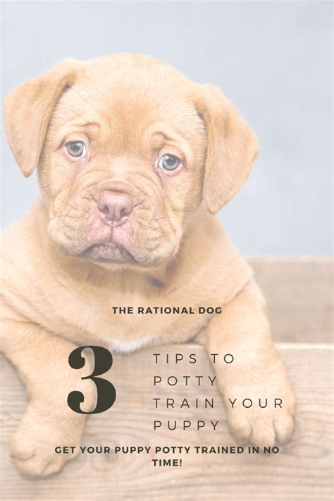 3 Tips to Potty Train Your Puppy - The Rational Dog