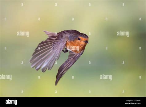 European Robin Erithacus Rubecula European Robin In Flight Germany