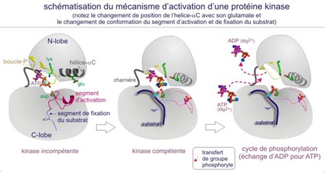 Phosphorylation De La Tyrosine