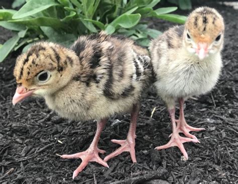 Day Old Turkey Poult Identification Meyer Hatchery