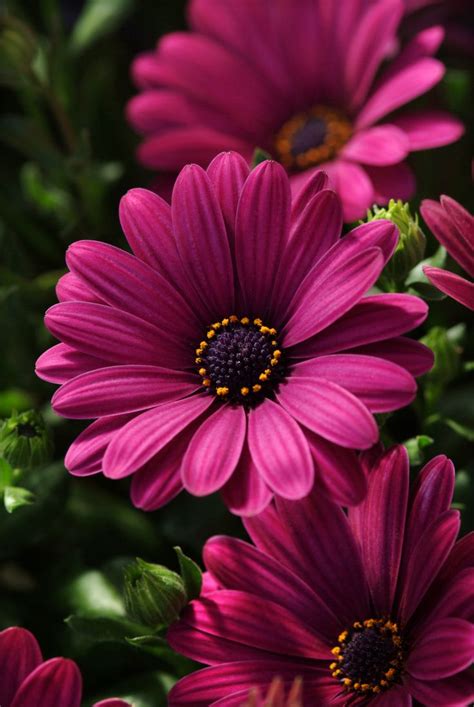 Serenity African Daisy Monrovia Serenity African Daisy Beautiful