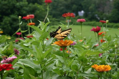 Butterfly Garden Smithsonian Photo Contest Smithsonian Magazine