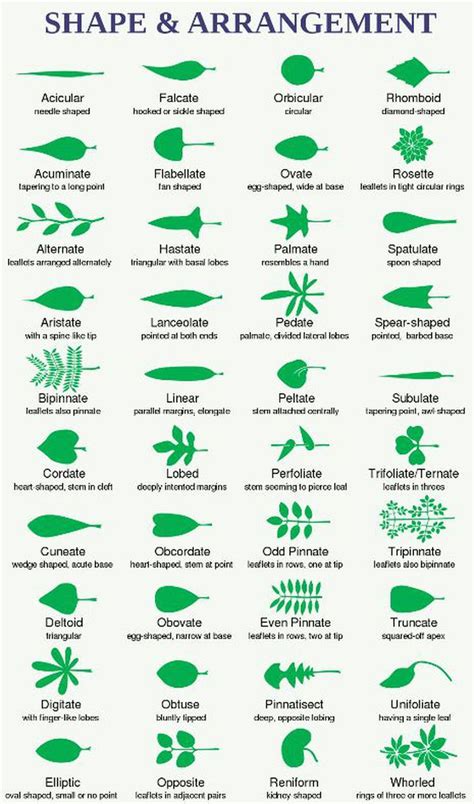 How To Identify A Tree Using Leaf Shape Margin And Venation Trees