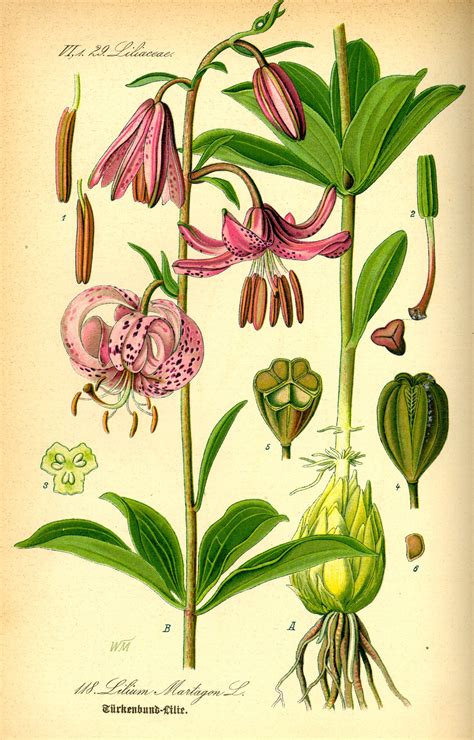 Lilium Martagon By Otto Wilhelm Thom From Flora Von Deutschland