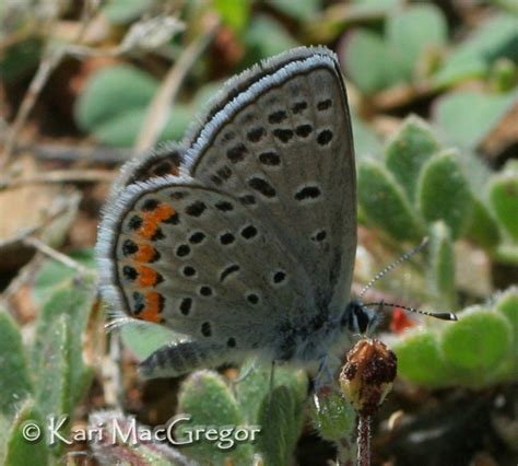 Acmon Blue Plebejus acmon (Westwood, [1851]) | Butterflies and Moths of ...