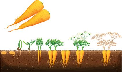 Carrot Growth Stages Vector Images (26)