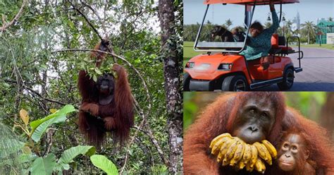 Simbol Ikonik Di Borneo Ini Fakta Menarik Tentang Orang Utan Untuk Anda