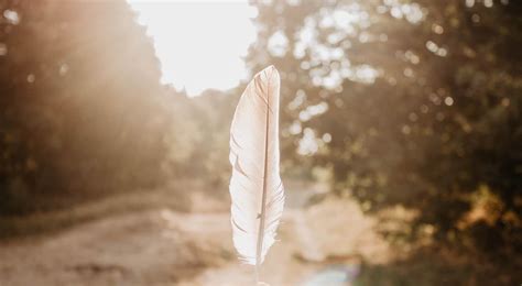 Feather Meaning And Spiritual Symbolism The Ultimate Guide