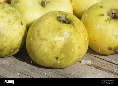 Russfleckenkrankheit Hi Res Stock Photography And Images Alamy