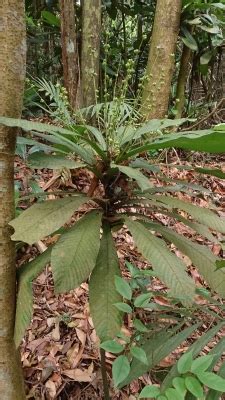 Agrostistachys Borneensis Useful Tropical Plants