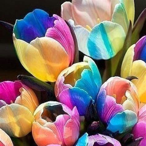 5pcs Rare Rainbow Tulip Bulbs Seeds Beautiful Flower Seeds Home Garden Plant Ebay