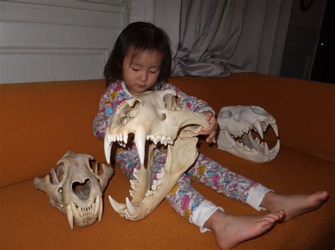 Some huge lion skulls - Animal vs Animal Forums