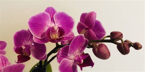 Comment Entretenir Et Faire Refleurir Une Orchid E Astuces Jardin