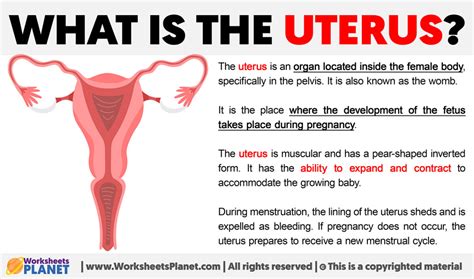 What is the Uterus | Definition of Uterus