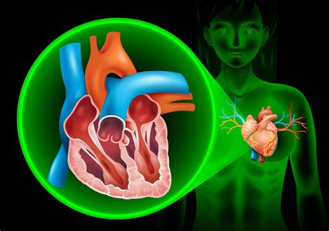 Diagrama De Latidos Del Corazón En Humanos 455565 Vector En Vecteezy