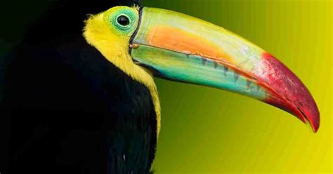 Toucan Behavior - AnimalBehaviorCorner