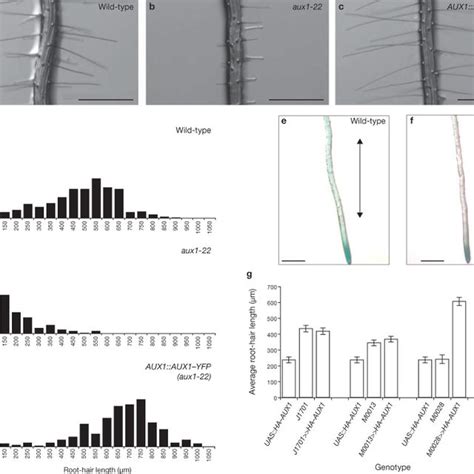 Dr5gfp Expression And Root Hair Growth Dynamics Support The Model