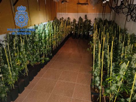 Desmantelada una plantación de marihuana con 848 plantas en D Benito