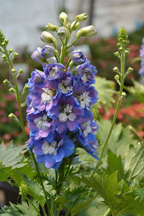 Click To View A Full Size Photo Of Aurora Blue Larkspur Delphinium