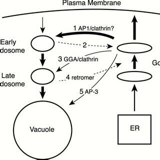 Properties Of The Nh Terminal Domain Of Pep P A Gfp Tagged Pntp