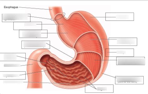 Stomach Layers Of Smooth Muscle Diagram Quizlet