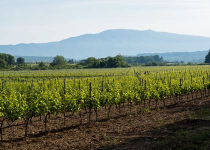 Organic Wine Aop Ventoux Gigondas Ch Teau La Croix Des Pins