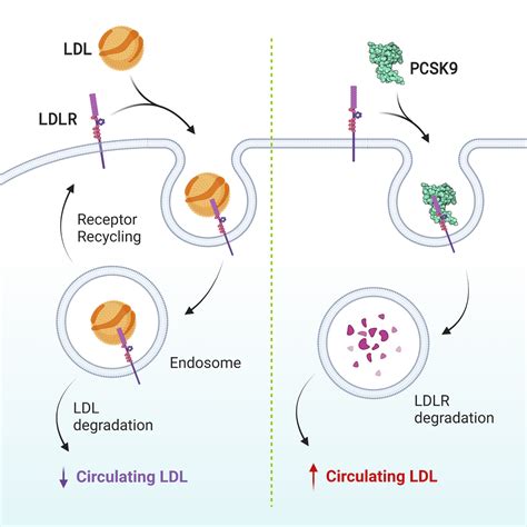 PCSK9 Screening Services