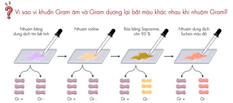 Vi Khu N Gram D Ng C I M V M T S B Nh Li N Quan Bcc Group