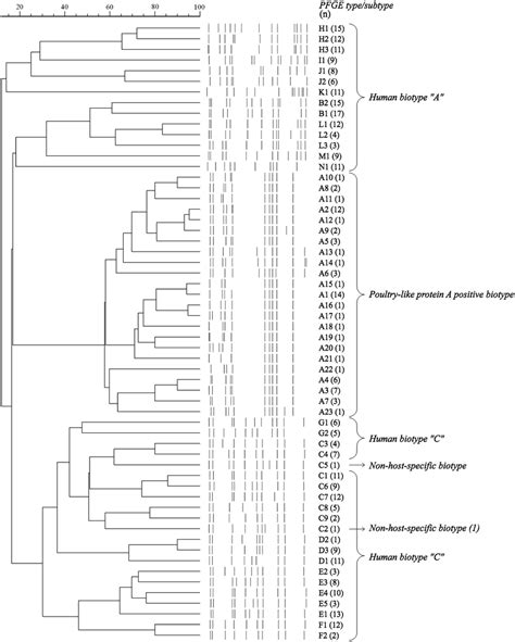 Dendrogram Containing Pfge Patterns Of 344 S Aureus Strains Of