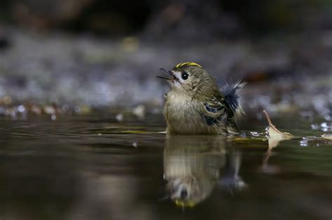 Vroege Vogels Foto Vogels Goudhaantje Neemt Een Bad