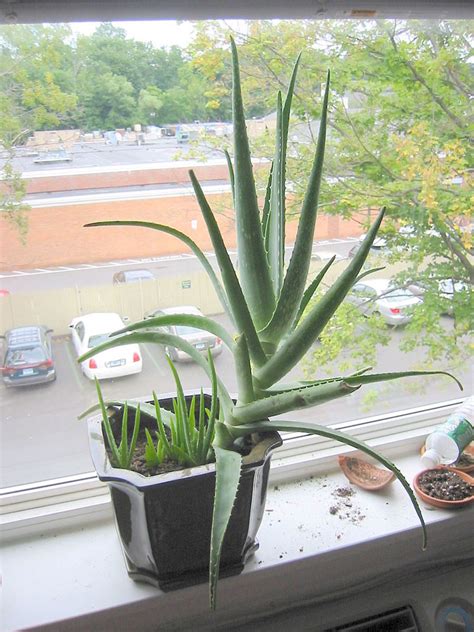 How Do Aloe Plants Reproduce