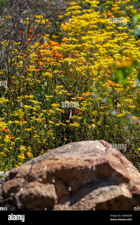 Beautiful Orange Namaqualand Daisies Stock Photo Alamy