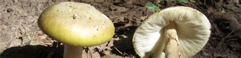 Amanita Phalloides El Hongo De La Muerte P Gina Oficial De La