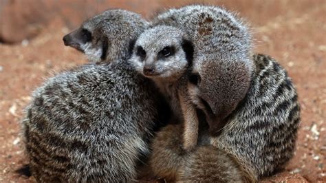 Meerkats are actually pretty violent. Who knew? - YouTube