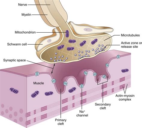 Neuromuscular Blocking Drugs | Anesthesia Key