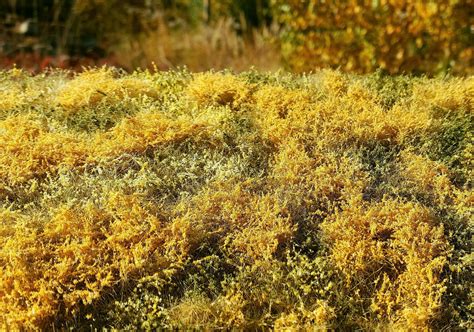 Model Scene - Blooming meadow - Autumn