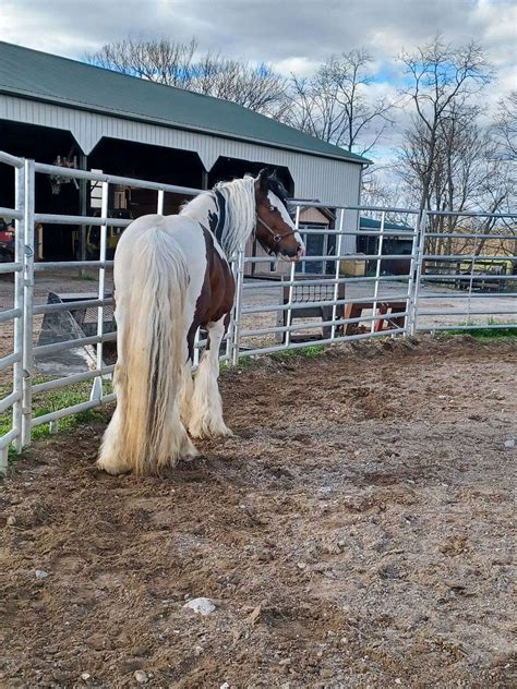 Reg Purebred Blue Eyed 15h Gypsy Vanner Stallion Homozygous Tobiano