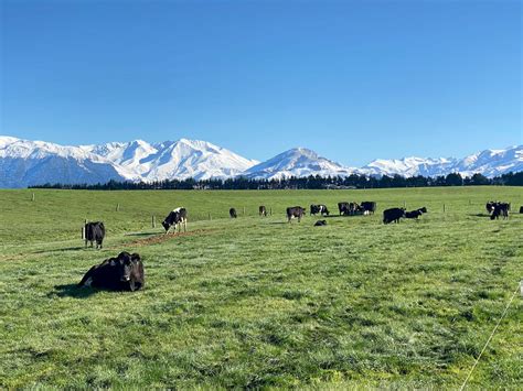 Free Range 365 Days Southern Pastures