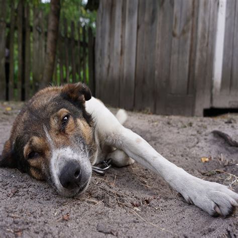 La Giardia Es Mortal En Los Perros