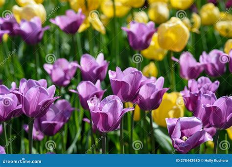 Purple and Yellow Tulips stock photo. Image of natural - 278442980