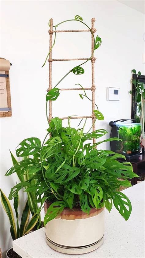 20 Stylish Diy Ladder And Trellis Ideas For Houseplants