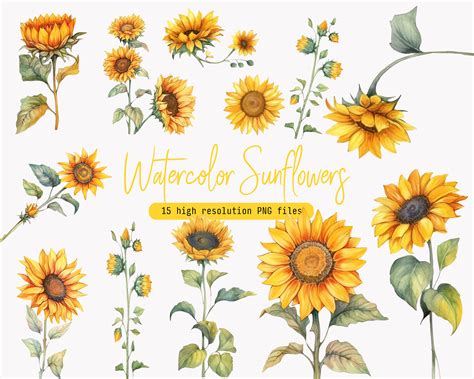 Sunflowers Clipart Watercolor Sunflowers Floral Clipart Premade Clipart