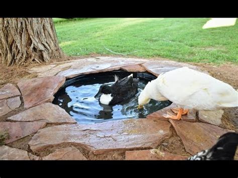 DIY Attractive Easy Drain Duck Pond YouTube