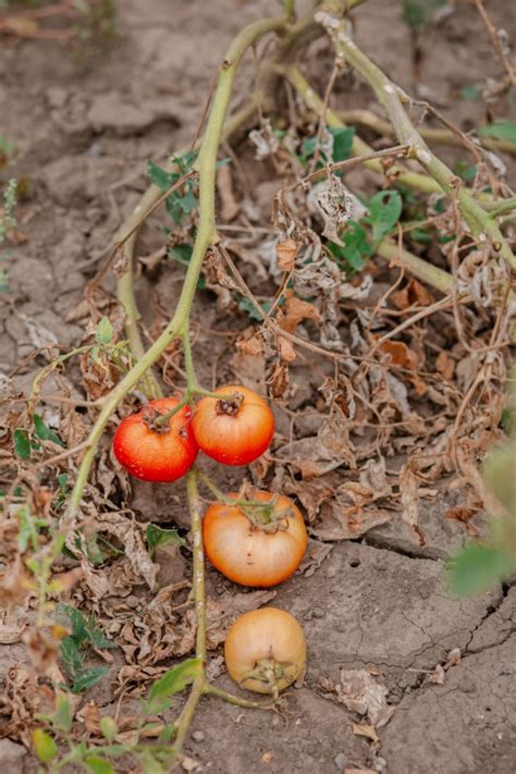 How To Mulch Tomato Plants 3 Secrets To Mulch Tomatoes Right